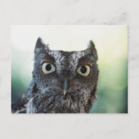 Ostueckenportrait mit großen Augen