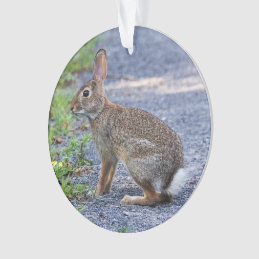 Ostwaldkaninchen Ornament (Vorderseite)