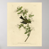 Ostwaldpewee von Audubons Vögeln Amerikas Poster (Vorne)