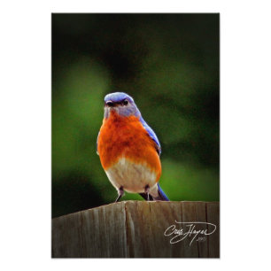 Ostwanderblauvogel-Wanddekoration Foto