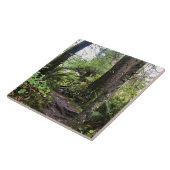 Oswald West State Park Oregon Coast Fliese (Seite)