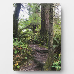 Oswald West State Park Oregon Coast Fotoplatte