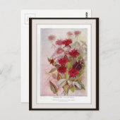 Oswego-Tea Botanische Wildblume Blume Postkarte (Vorne/Hinten)