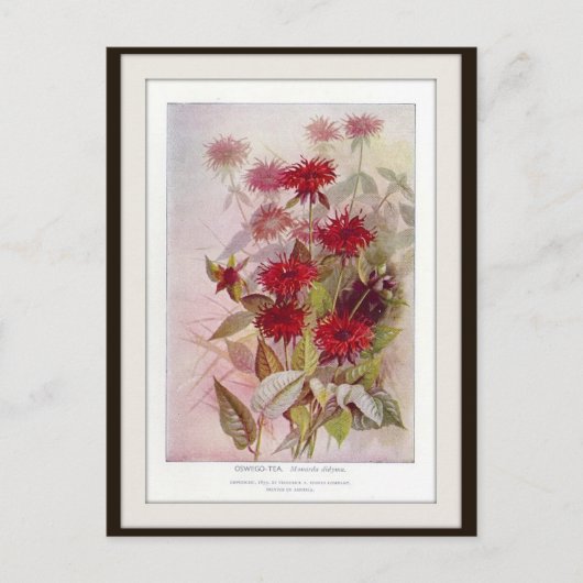Oswego-Tea Botanische Wildblume Blume Postkarte (Vorderseite)