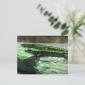 Otago Skink Postkarte (Stehend Vorderseite)