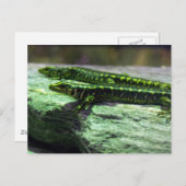 Otago Skink Postkarte (Vorne/Hinten)