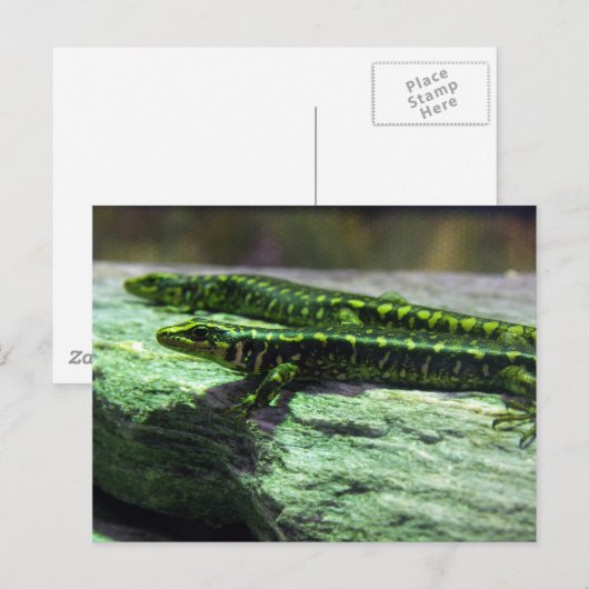 Otago Skink Postkarte (Vorne/Hinten)