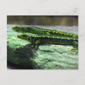 Otago Skink Postkarte (Vorderseite)