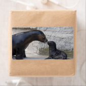 Otaria flavescens (Insitu)