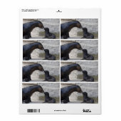 Otaria flavescens (Vorne)