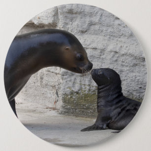 Otaria flavescens button