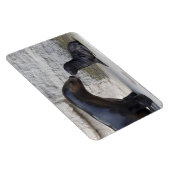 Otaria flavescens magnet (Rechte Seite)