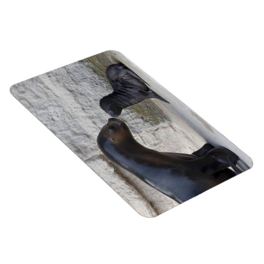 Otaria flavescens magnet (Rechte Seite)