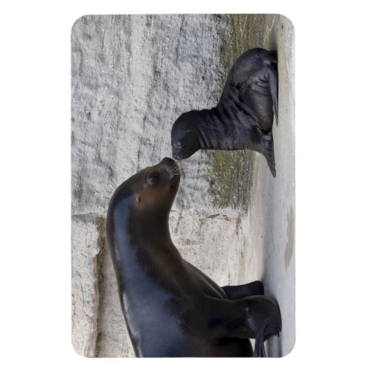 Otaria flavescens magnet (Vertikal)