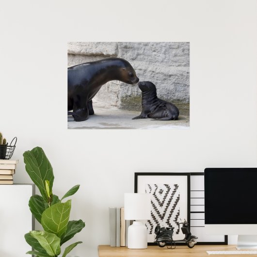 Otaria flavescens poster (Heimbüro)