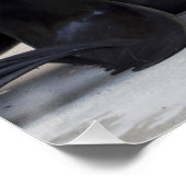 Otaria flavescens poster (Ecke)