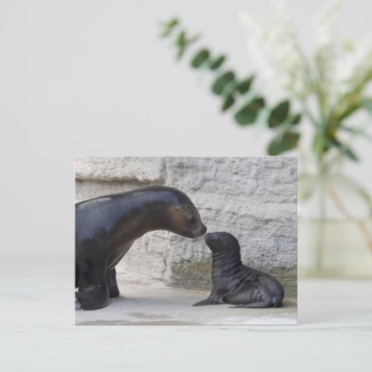 Otaria flavescens postkarte (Stehend Vorderseite)