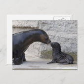 Otaria flavescens postkarte (Vorne/Hinten)