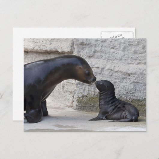 Otaria flavescens postkarte (Vorne/Hinten)