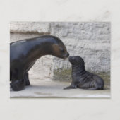 Otaria flavescens postkarte (Vorderseite)