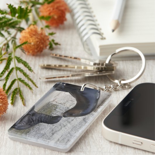 Otaria flavescens schlüsselanhänger (Vorderseite rechts)