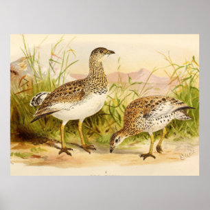 Otis Tetrax Illustration Poster