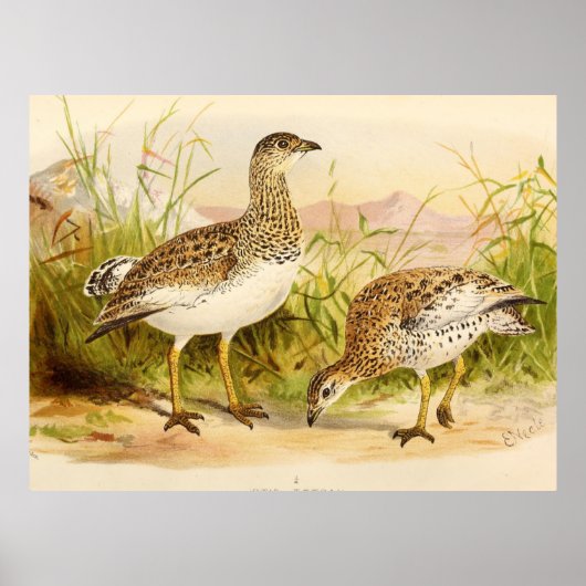 Otis Tetrax Illustration Poster (Vorne)