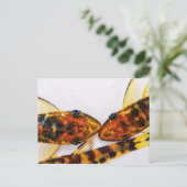 Otocinclus-Zebra-Fischbecken Postkarte (Stehend Vorderseite)