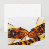 Otocinclus-Zebra-Fischbecken Postkarte (Vorne/Hinten)