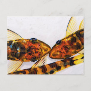 Otocinclus-Zebra-Fischbecken Postkarte