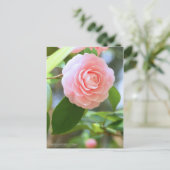 Otome-tsubaki: Camellia [Postcard] Postkarte (Stehend Vorderseite)