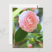 Otome-tsubaki: Camellia [Postcard] Postkarte (Vorne/Hinten)