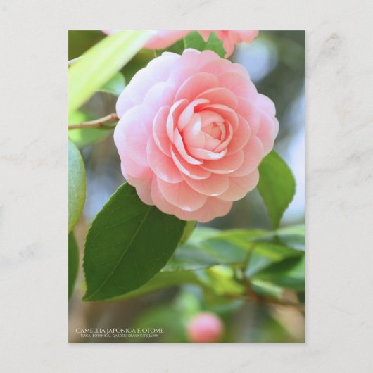 Otome-tsubaki: Camellia [Postcard] Postkarte (Vorderseite)