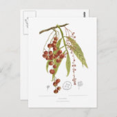 Otorpha alata postkarte (Vorne/Hinten)