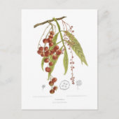 Otorpha alata postkarte (Vorderseite)