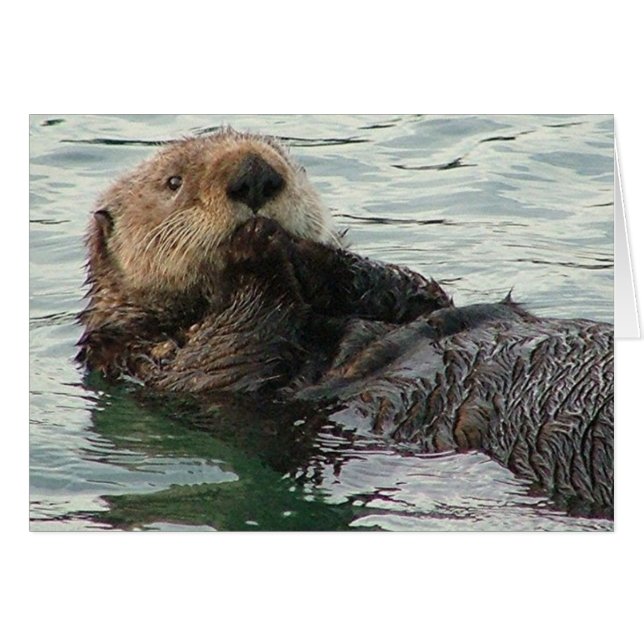 Otter 116c (Vorderseite (Horizontal))