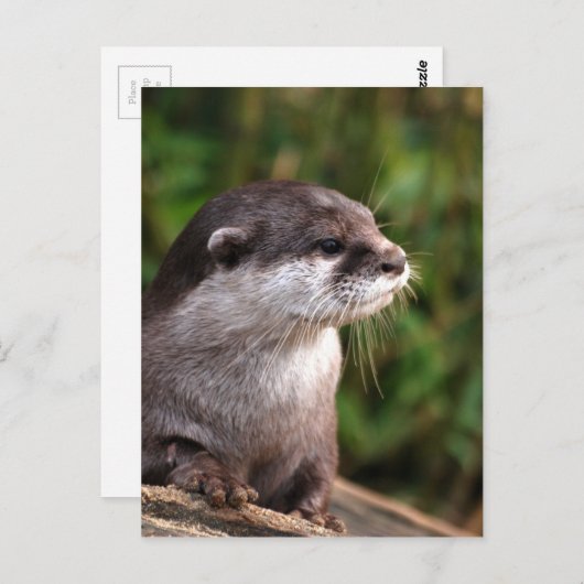 Otter-342 Postkarte (Vorne/Hinten)