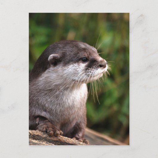 Otter-342 Postkarte (Vorderseite)