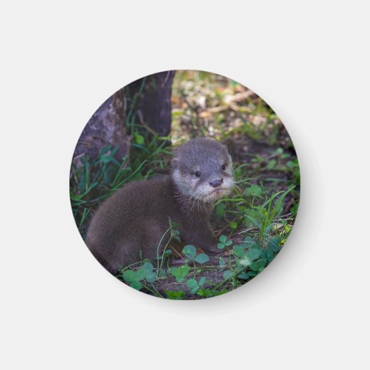 Otter-Anfänge – Erste Abenteuer Magnet (Vorne)