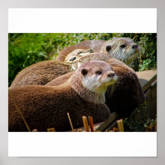 Otter-Familie Poster (Vorne)