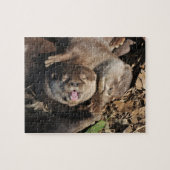 Otter-Foto Puzzle (Horizontal)