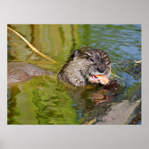 Otter frisst Garnelen Poster