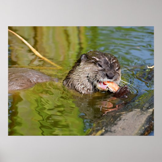 Otter frisst Garnelen Poster (Vorne)