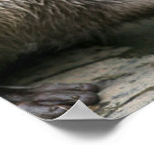 Otter Habitat Poster (Ecke)