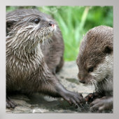 Otter Habitat Poster (Vorne)