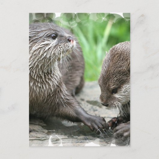 Otter Habitat-Postkarten Postkarte (Vorderseite)