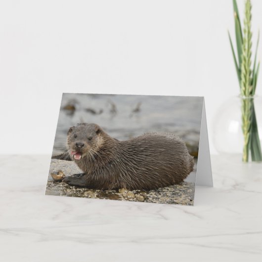 Otter Karte (Vorderseite)