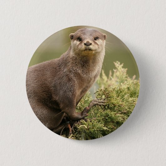Otter-Knopf Button (Vorderseite)