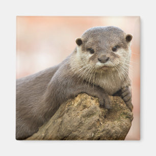 Otter Kühlschrankmagnet