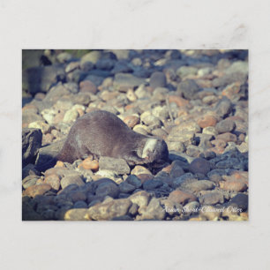 Otter Kurz Clawed in Drusillas Zoo in East Sussex Postkarte